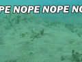 nope.gif